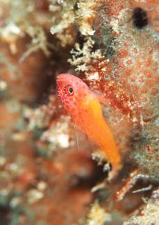 シリウスベニハゼ