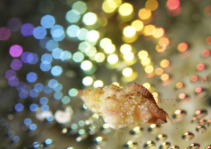 ネジレヤドカリ属の一種