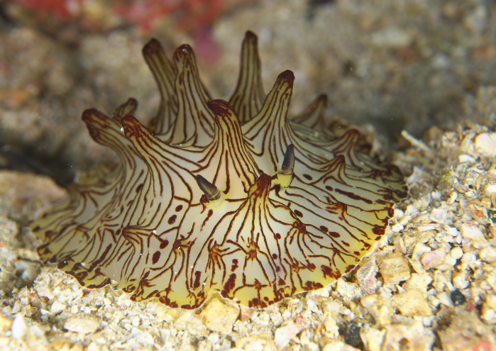 オキナワヒオドシウミウシ