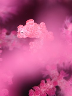 ピグミーシーホース