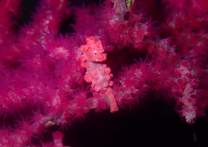 ピグミーシーホース