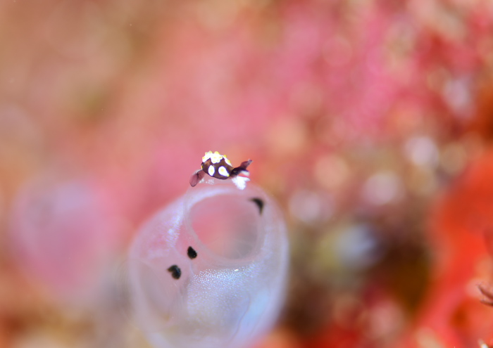 トンプソンコトリガイ