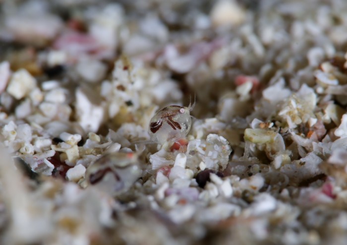 ホソヅメホテイヨコ