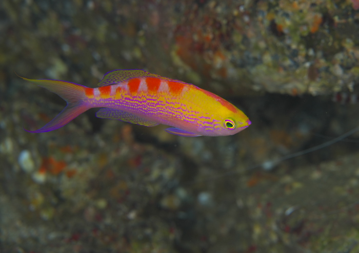 アサヒハナゴイ