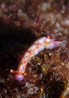 センテンイロウミウシ　