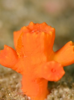 キサンゴカクレエビ