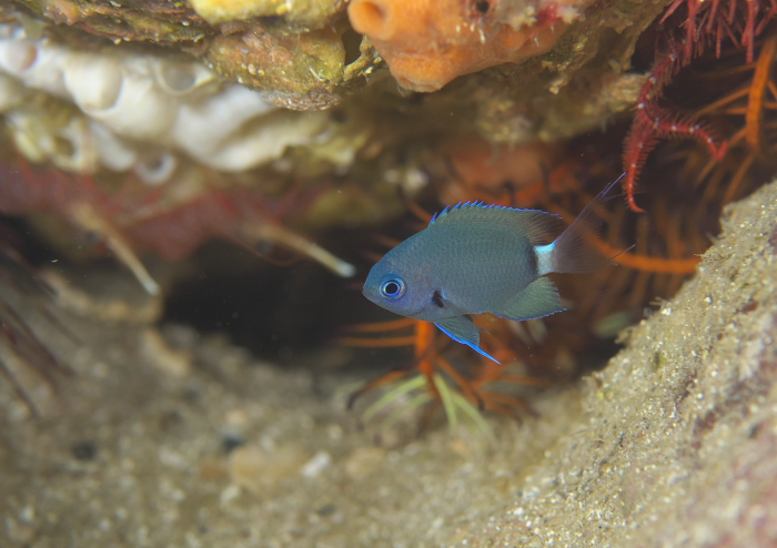 デルタスズメダイ