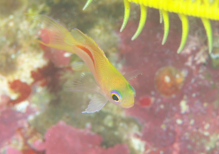 イトヒキコハクハナダイ