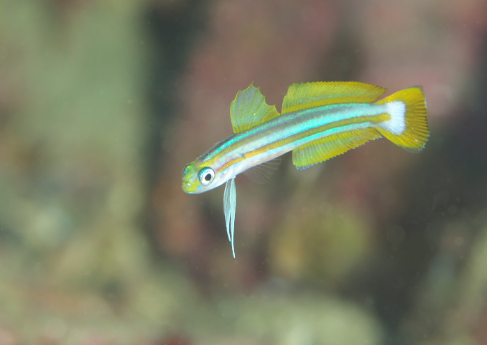 スジクロユリハゼ