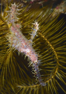 ニシキフウライウオ