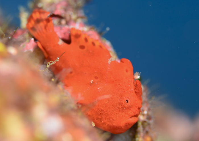 イロカエルアンコウ.