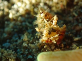 サガミツノメエビ