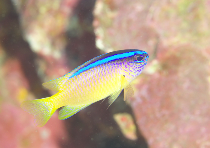 アオスジスズメダイ