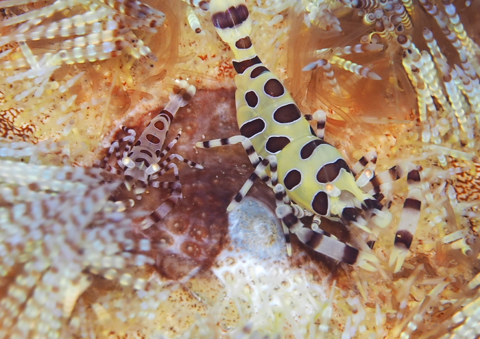 コールマンシュリンプ