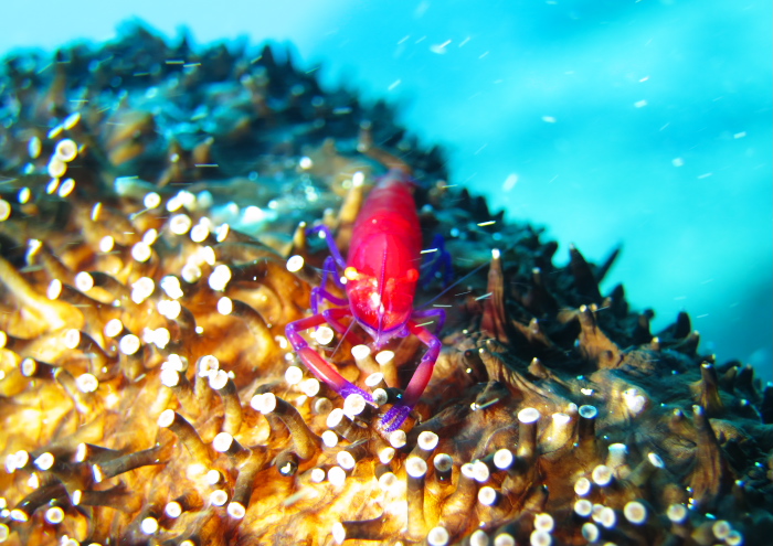 ウミウシカクレエビ