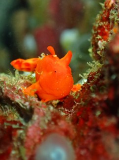 イロカエルアンコウ