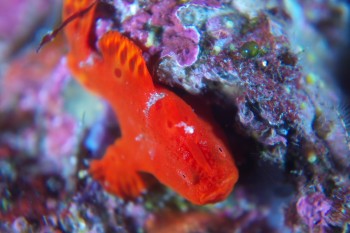 イロカエルアンコウ