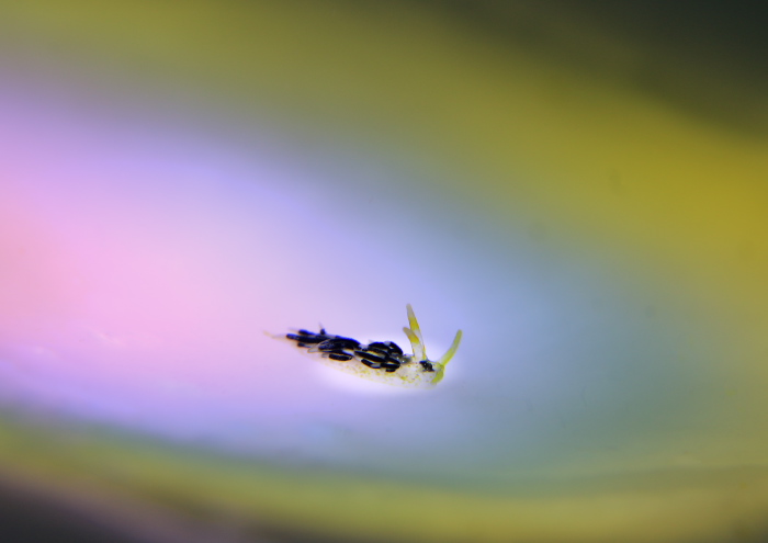 ミノウミウシSP