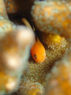 パンダダルマハゼ