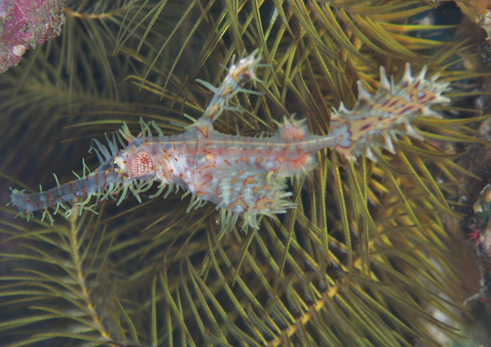 ニシキフウライウ