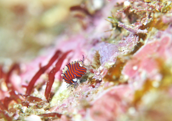 スベヨコエビSP