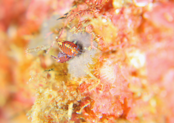 スベヨコエビSP