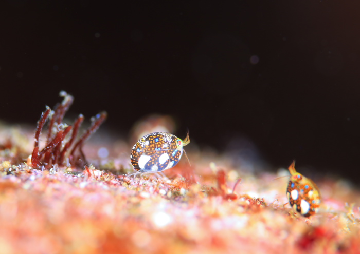 マキエホテイヨコエビ