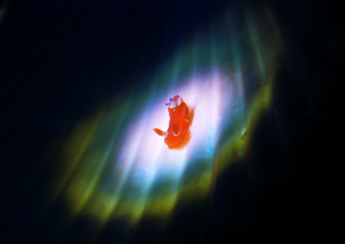 アカズキンリュウグウウミウシ