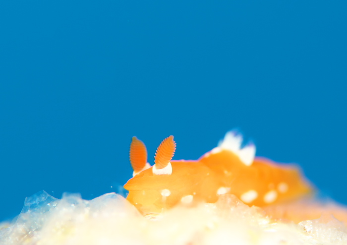 アカズキンリュウグウウミウシ