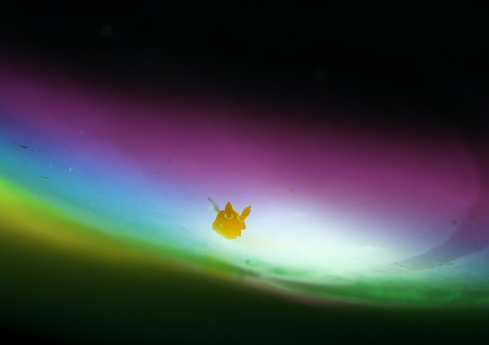 アカズキンリュウグウウミウシ