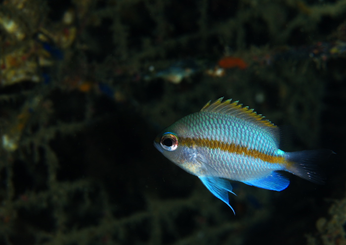 トウカイスズメダイ