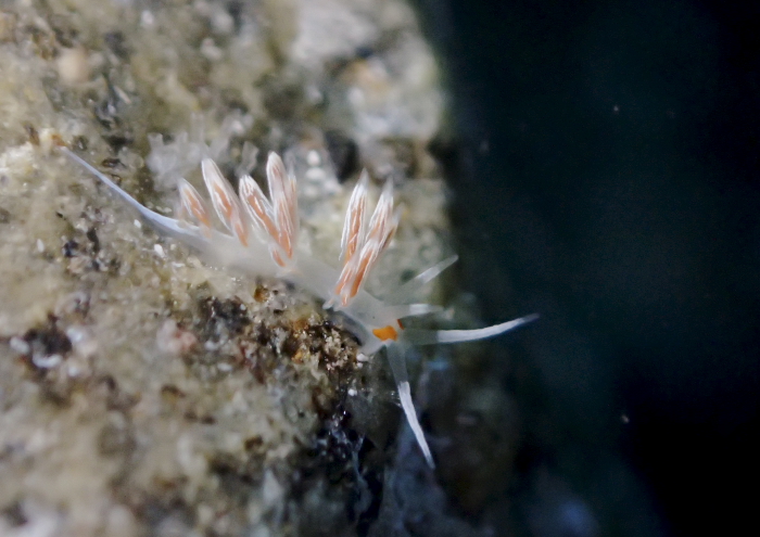 ニセハクセンミノウミウシ