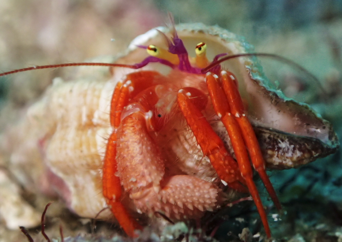 フルセゼブラヤドカリ