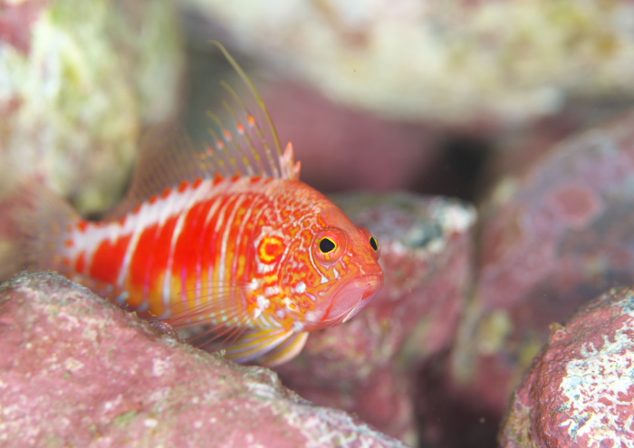 オシャレハナダイ