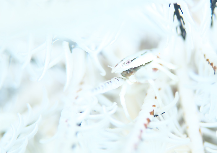 コマチコシオリエビ