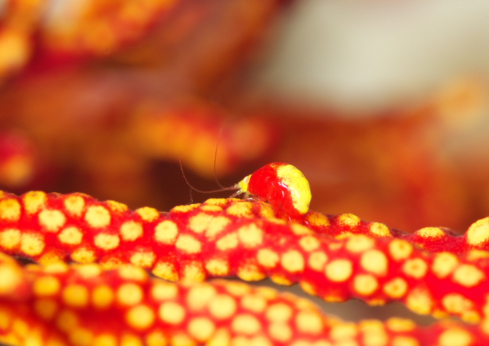 テングヨコエビ