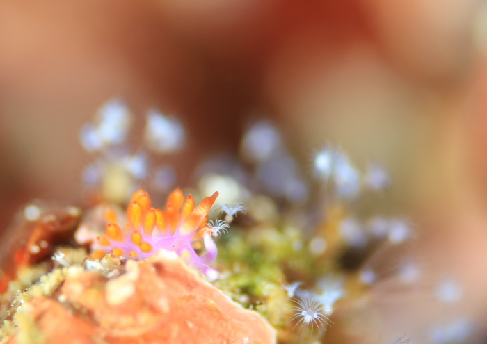 ルージュミノウミウシ