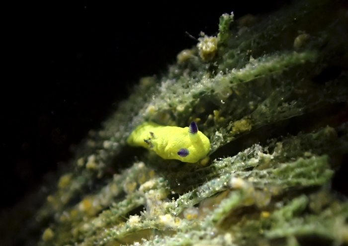 コミドリリュウグウウミウシ