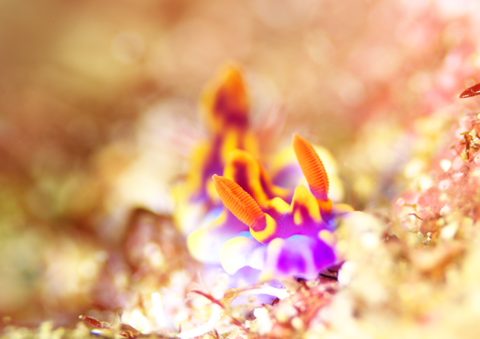 ミアミラウミウシ