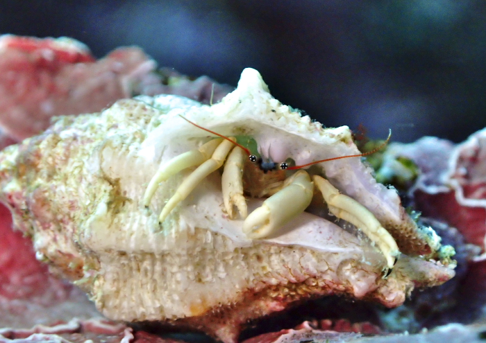 ウスイロサンゴヤドカリ