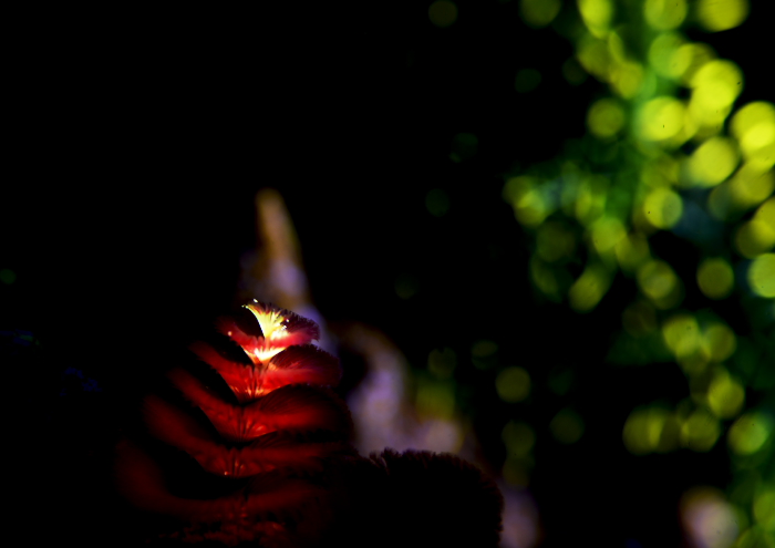 イバラカンザシ