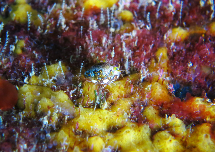 マキエホテイヨコエビ