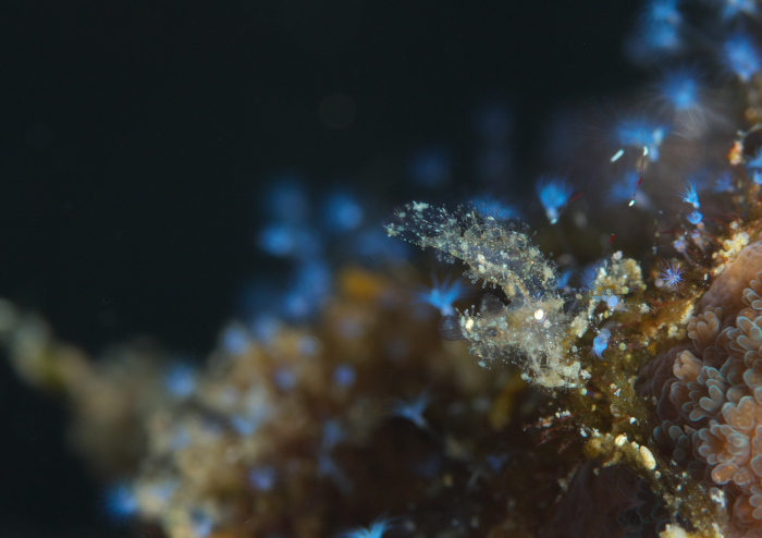 フィコカリス・シムランス