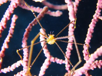 オルトマンワラエビ