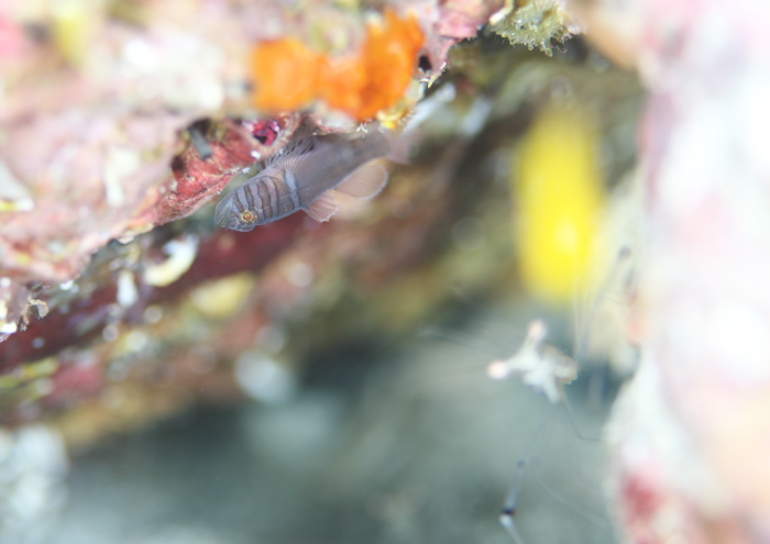 ミサキスジハゼ