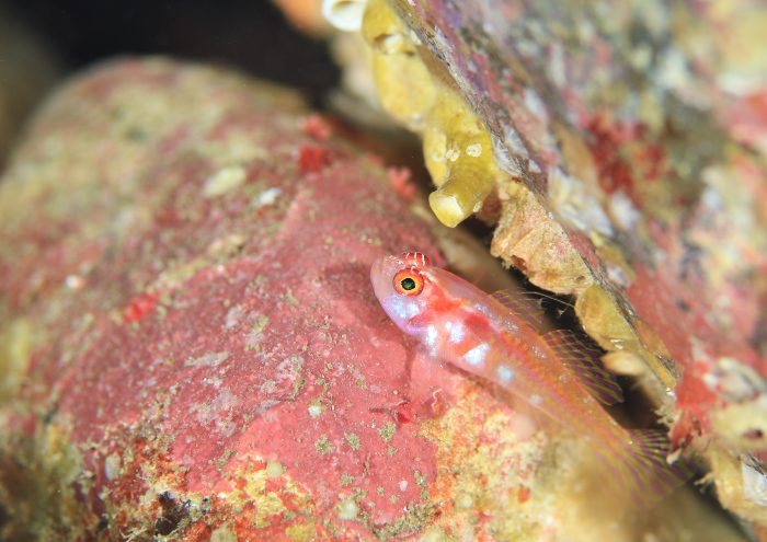 カタボシニシキベニハゼ