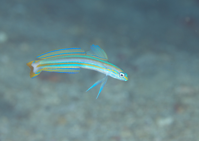 スジクロユリハゼ