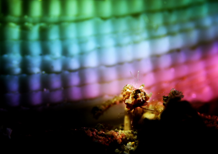 サガミツノメエビ