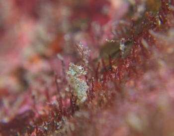 ハチジョウタツ