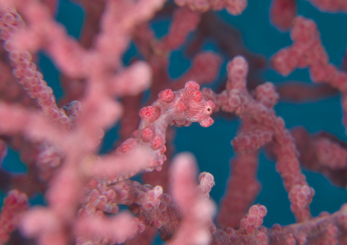 ピグミーシーホース1